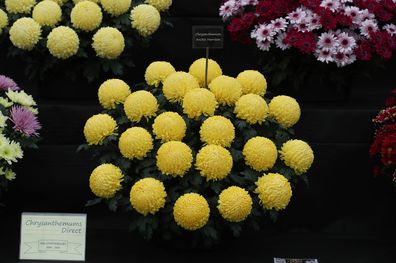 Chrysanthemum Archie Harrison, named to celebrate the birth of the the Duke and Duchess of Sussex first child, on display at the RHS Chelsea Flower Show at the Royal Hospital Chelsea, London. 