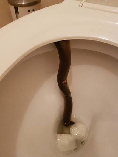 Watch As Snake Pulled Out of Toilet at Office