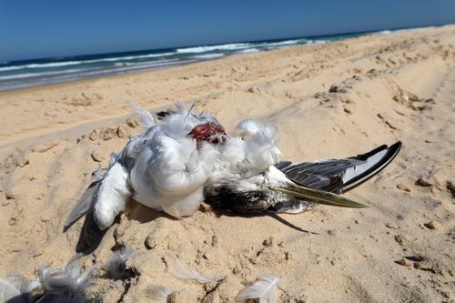 Prof. Thomas Schlacher proíbe veículos com tração nas quatro rodas