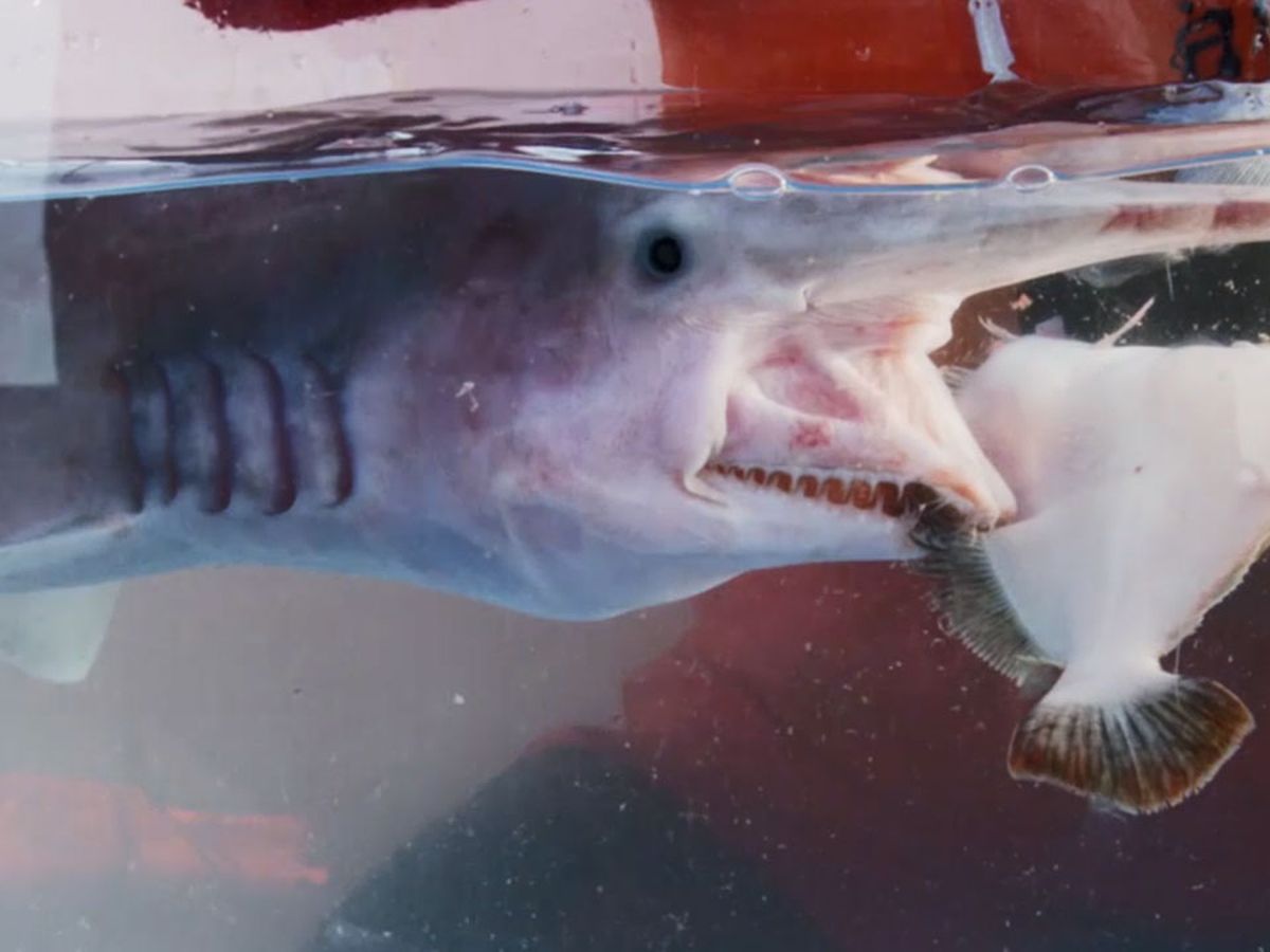 This Rare Alien-Like Goblin Shark Has Been Found Off The Coast Of  Australia