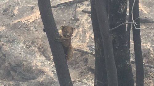 A koala clings to a burned tree near Samson Flat. (9NEWS)