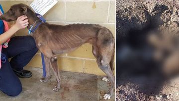 'Horrific sight': Greyhounds found in shallow grave