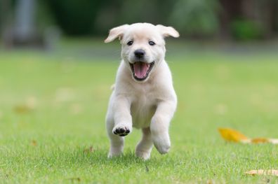 Happy puppy dog running on playground green yard