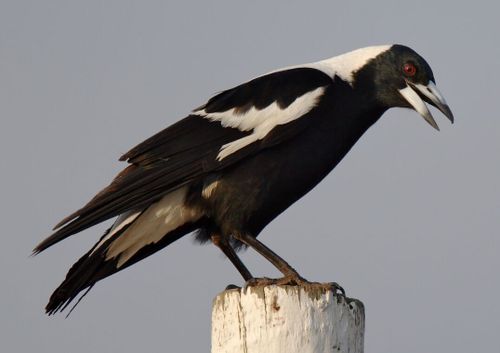 Rainbow Lorikeets and Magpies are Australia's most counted birds.