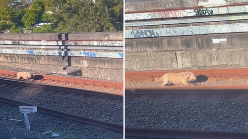 Trains were delayed in peak hour this morning after a small fluffy dog ran along train tracks in Sydney's north.