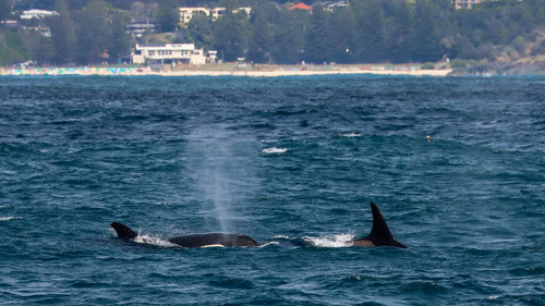 Members of the orca pod photographed with Port Macquarie in the background.