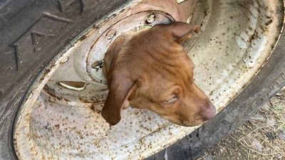 Another dog stuck in a tire rim