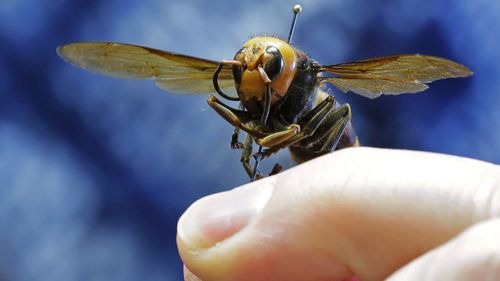 Murder hornets are remarkably large and fearsome.