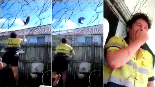 In a social media video that went viral, Samuel Conroy was seen picking up Marcello and flinging him over a fence and into the wall of an Ipswich home in March. Picture: Supplied.