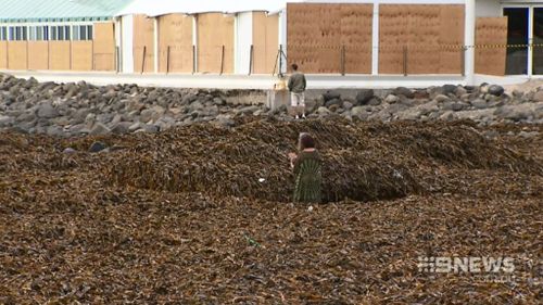 Beachgoers were baffled by the thick blanket of seaweed. (9NEWS)