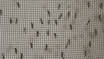 Mosquitos are kept in cages for researchers to collect their eggs as scientists work on stopping the spread of dengue fever. (Getty Images)