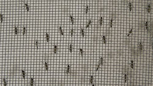 Los mosquitos se mantienen en jaulas para que los investigadores recolecten sus huevos mientras los científicos trabajan para detener la propagación de la fiebre del dengue.  (Imágenes falsas)