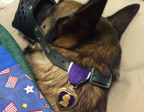 Photo of hero military dog awarded Purple Heart goes viral