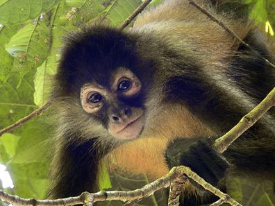 Curious spider monkey in Corcovado National Park