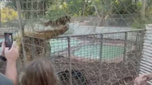 Shocked spectators were told to prepare to run as they filmed the aggressive reptile at the Malcolm Douglas Crocodile Park in Broome