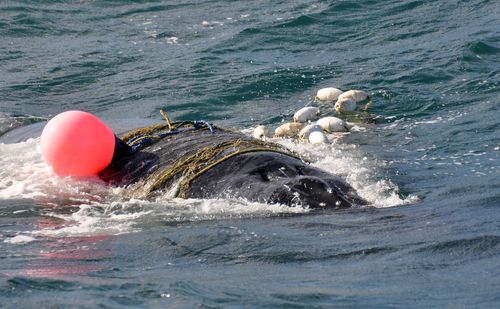 Sharks aren't the only marine life to become caught in the nets. It took rescuers three hours to free this ten-metre humpback whale from a shark net off the Gold Coast in 2012. (AAP/Sea World)