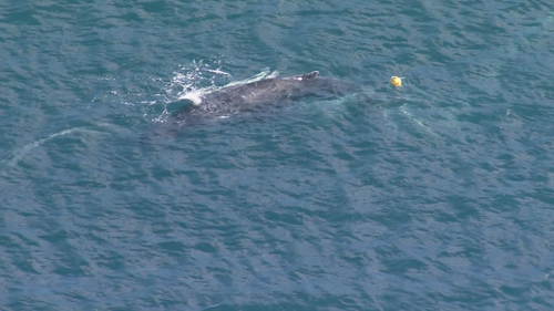A whale in distress off Whale Beach in Sydney's northern suburbs is believed to be tangled in ropes or shark netting.