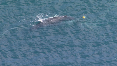 Une baleine en détresse au large de Whale Beach, dans la banlieue nord de Sydney, serait emmêlée dans des cordes ou des filets contre les requins.