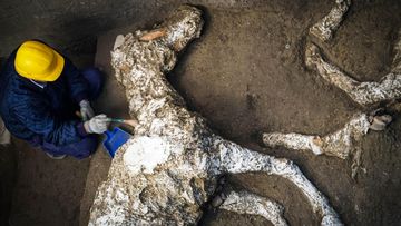 An archaeologist inspects the remains of a horse skeleton in the Pompeii archaeological site.