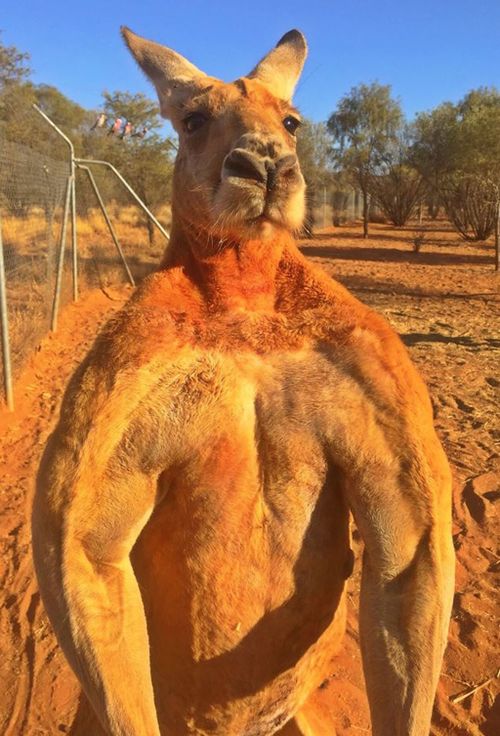 Roger is a master at kickboxing according to owner, Brolga. (The Kangaroo Sanctuary/ Facebook)