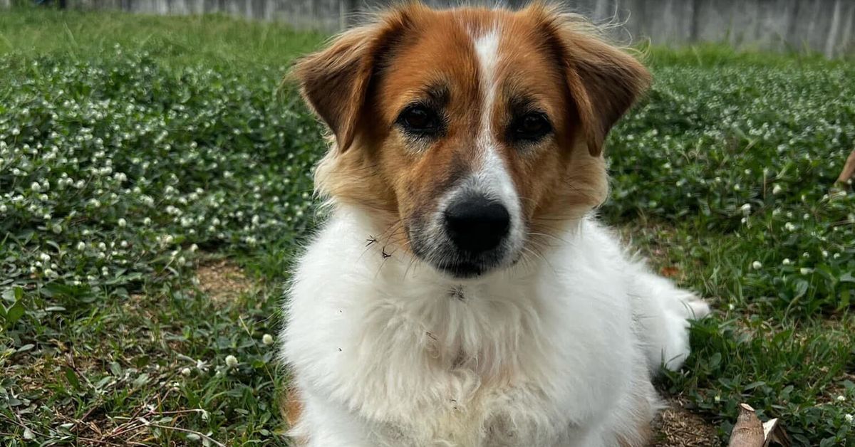 Thailand street dogs: Hundreds of strangers donated almost ,000 to Cindy the dog