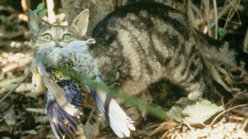 Cats kill more than one million birds in Australia every day. (Supplied/Brisbane City Council)