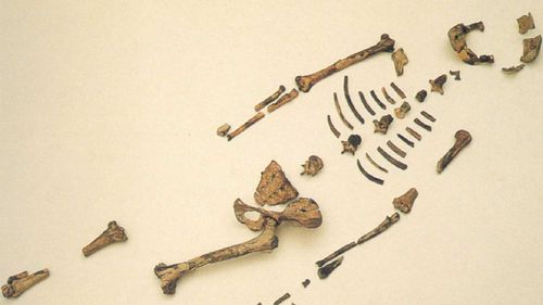 World's oldest link to prehuman ancestors died falling from a tree: study