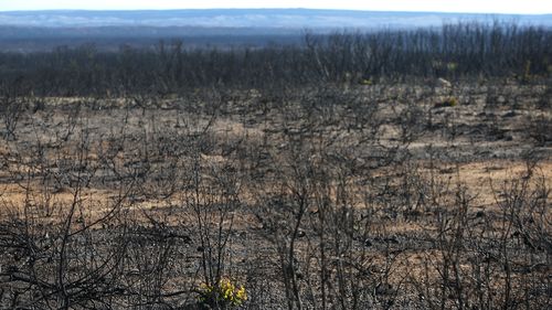 Devastation on Kangaroo Island as tourists cancel plans to visit popular destination. 