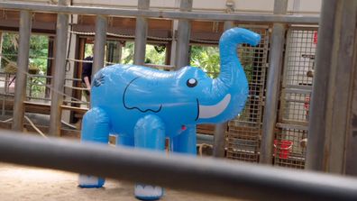 Zookeepers prepare for risky tusk removal surgery on elephant Bob on Mega Zoo.
