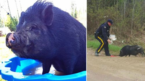 Pet pig left behind in Canadian wildfire evacuation found after police tweet photo of officer feeding it watermelon