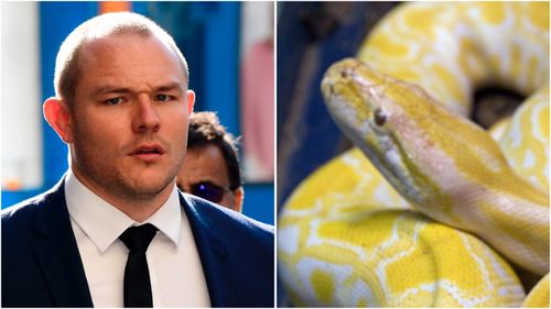 Former NRL player in court over illegal reptile trade