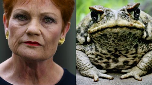 Mr Katter's calls come days after One Nation leader Pauline Hanson called for a 10c cane toad bounty, also urging children to help reduce the numbers of the pest.