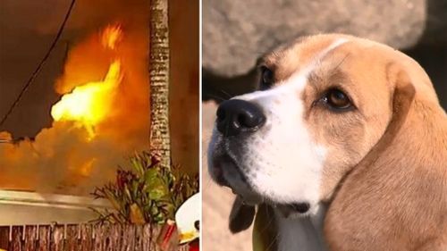 Snoopy the hero beagle given award for saving his family from fire