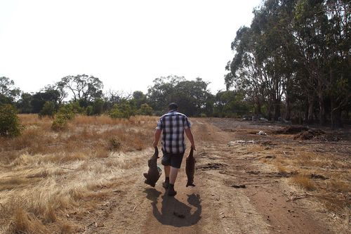 Sam Mitchell owner of the Kangaroo Island WildliSam Mitchell owner of the Kangaroo Island Wildlife Park in the Parndana region carries a dead koala and kangaroo to a mass grave site on January 08, 2020 on Kangaroo Island, Australia.