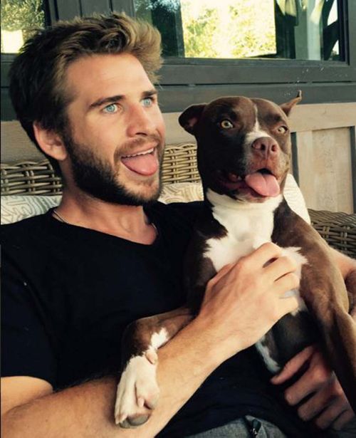 Liam Hemsworth encourages people to adopt a pet from a shelter. (Instagram)