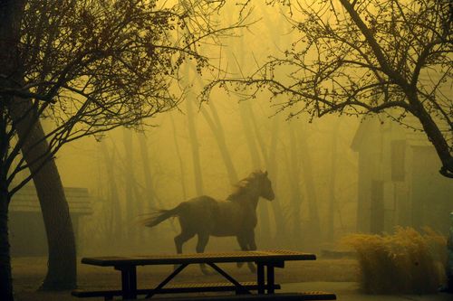 A horse runs through Grasso Park as smoke from nearby fires obscures visibility in Superior, Colorado.  (Helen H. Richardson / The Denver Post via AP)