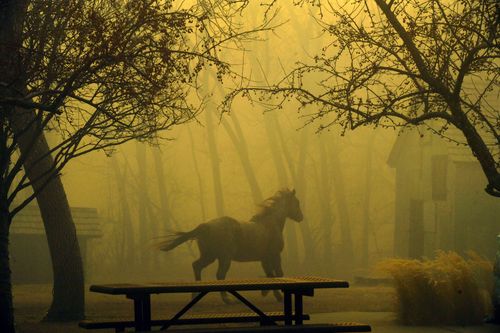 A horse runs through Grasso Park as smoke from nearby fires obscures visibility in Superior, Colorado. (Helen H. Richardson/The Denver Post via AP)