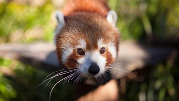 Eight-year-old Red Panda Kesari is being treated by a vet after escaping and getting hit by a car on the road. 