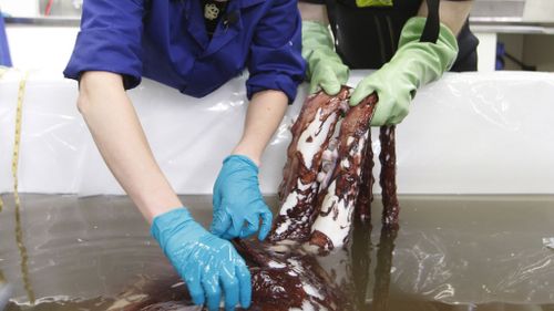 Scientist Kat Bolstad from the Auckland University of Technology, and student Aaron Boyd Evans examine a colossal squid at the national museum facility. (AAP)