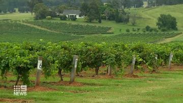 Seasonal staff shortages at Hunter Valley vineyards worsened by COVID-19.