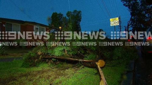 A an uprooted tree in Blacktown following last night's storm. (9NEWS)