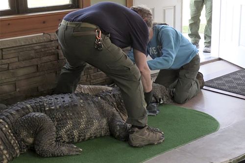 Authorities seize 3.4 metre long alligator from New York swimming pool 