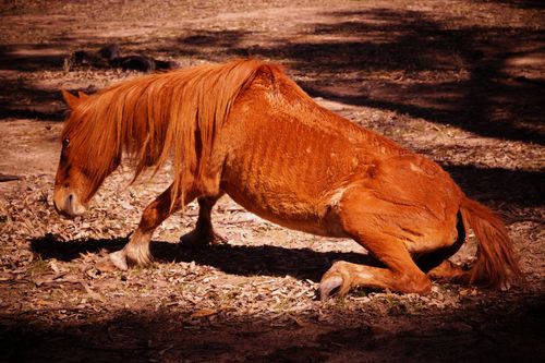 Starving brumbies are struggling to stand on their feet.