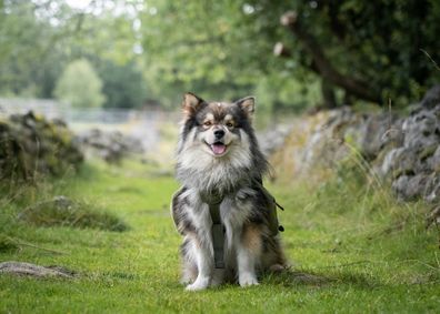 Portrait of a young Finnish Lapphund dog wearing a backpack and sitting in green grass