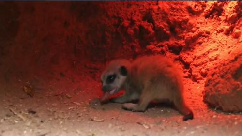 The mystery over a missing baby meerkat at Perth Zoo continues, one day after it disappeared from its enclosure.