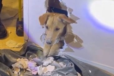 Dog Faye is rescued from inside the wall by firefighters
