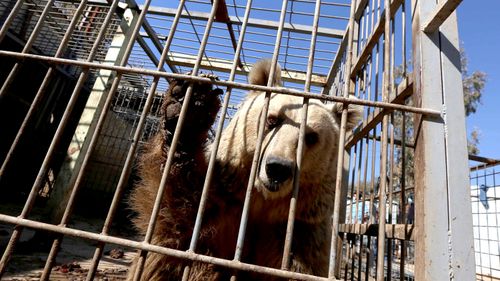 Lula, an abandoned bear, in the Muntazah al-Nour zoo in eastern Mosu. (AFP)