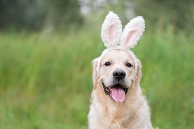 Dog Easter stock