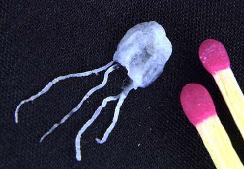 Irukandji jellyfish may be small but a sting from its tentacles or bell-shaped body can be fatal (AAP).