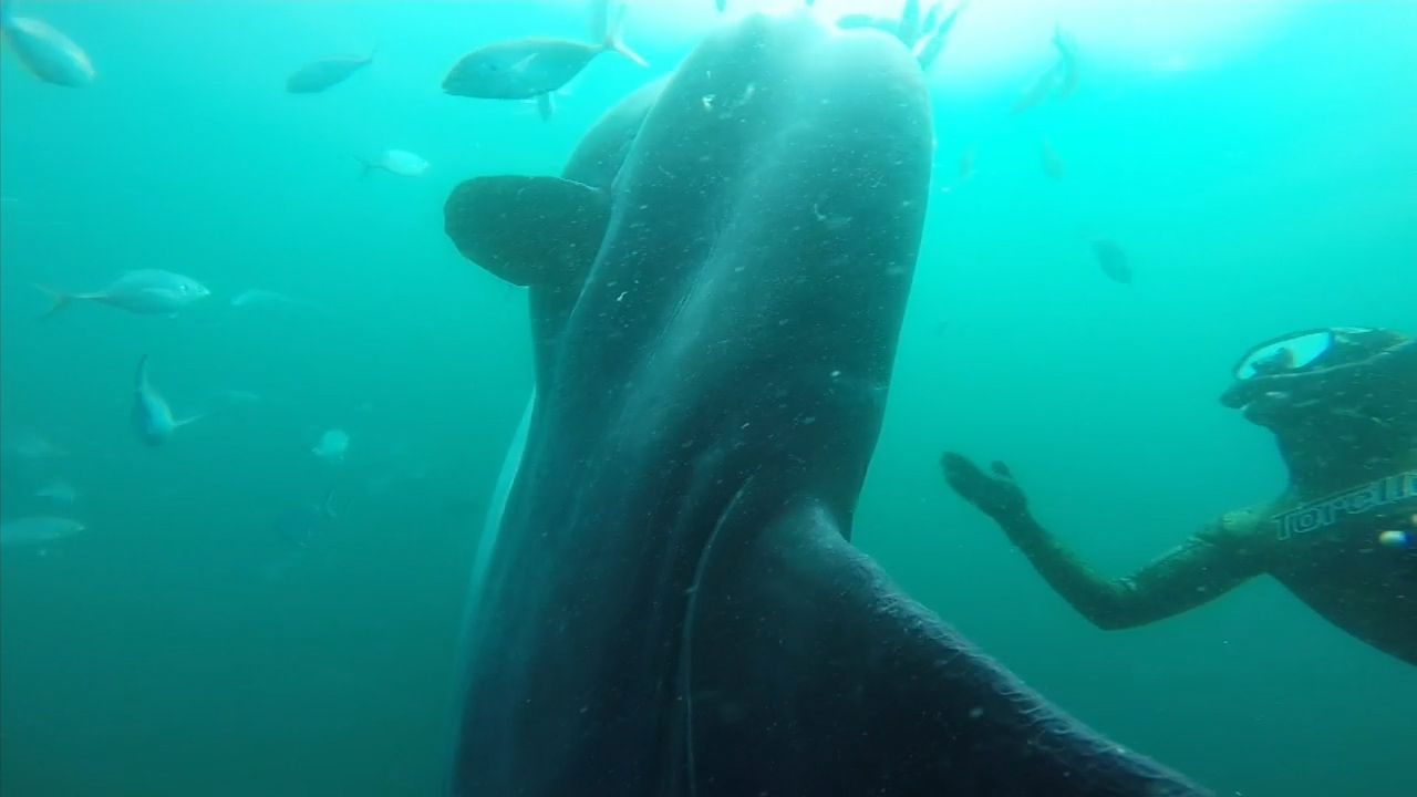 Giant sunfish spotted in shallow waters off Bondi Beach in Sydney